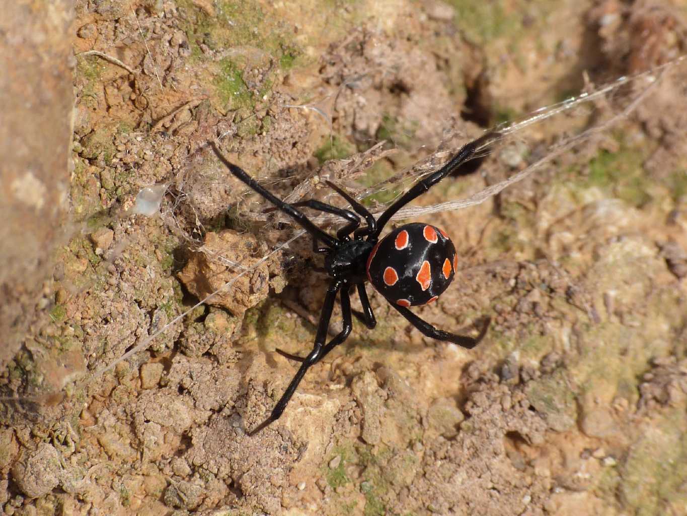 Latrodectus nel Lazio
